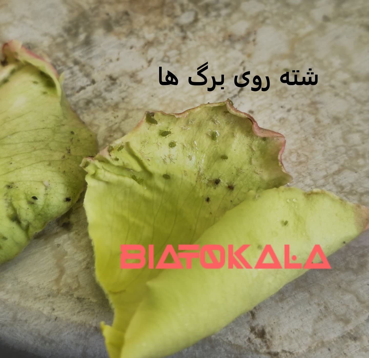 چند نکته برای نابودی شته